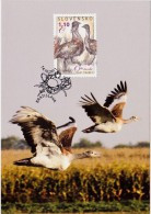 Carte Maximum  2011 Oiseau Grande Outarde / Maximum Card Bird Great Oustard (duck) - FDC