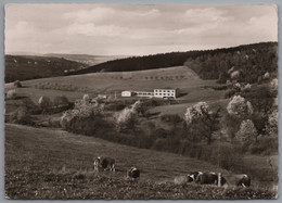 Marpingen Berschweiler - S/w Schullandheim Der Mittelschule Neunkirchen Mit Weidenden Kühen - Kreis Sankt Wendel