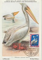 Carte Maximum 1963 Oiseaux Pélican 481 - Sonstige & Ohne Zuordnung