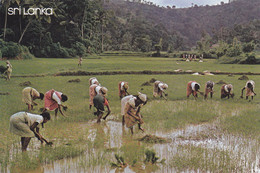 ASIE,ASIA,SRI LANKA,CEYLON,CEYLAN,ceylanais,CEYLANAISE,METIER,OUVRIERE - Sri Lanka (Ceylon)