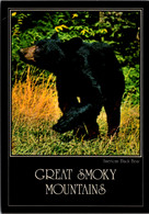 Tennessee Great Smoky Mountains American Black Bear 1985 - Smokey Mountains