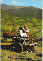 Sur Les Monts D'Auvergne - La Traite Au Parc ( Carte Genre Toilé) - Sonstige & Ohne Zuordnung