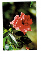 Cpm - Comores - Fleur - HIBISCUS - 74/773 HUDLESTON   EYROLUX - Comores