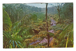 E952 - HAWAIIAN NATIONAL FOREST - Fern Forest - Big Island Of Hawaii