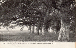 SAINT-VALERY-SUR-SOMME - Les Chênes Séculaires Du Cap Hornu - Saint Valery Sur Somme