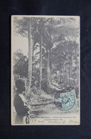 NOUVELLES HYBRIDES - Carte Postale - Avenue Des Cocotiers à Vila - L 75378 - Vanuatu