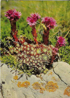 CPSM FLEURS CACTUS SEMPERVIUM - Cactusses