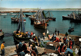 Douarnenez * Sardiniers Dans Le Port - Douarnenez