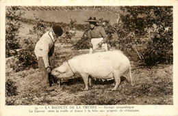 Récolte De La Truffe - Sonstige & Ohne Zuordnung