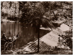 (V 9) Australia  - National Park & Wildlife (Historic Photo Repro - 1899) - Outback