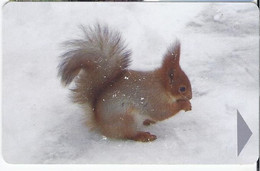 BELARUS - SQUIRREL - Bielorussia