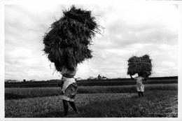 Sri Lanka ? Ceylan Ceylon Asia Asie Photo Qui Serait Du... Sri Lanka   Fenaison Foin - Sri Lanka (Ceylon)