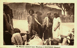 Sénégal  / Matham / Maures Vendant Leurs Moutons - Senegal