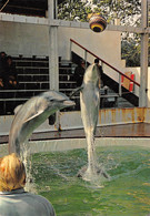 Les Célèbres DAUPHINS De Jean Richard Et Du Capitaine Richard Decker - Editions Monachrome, Beausoleil - Dauphins