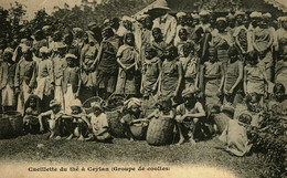 Asie / Ile De Ceylan / Ceuillette Du The Groupe De Coolies - Sri Lanka (Ceylon)