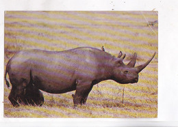 CPM RHINOCEROS DANS RESERVE AFRICAINE A SIGEAN - Rhinozeros