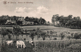 RENAIX / ENVIRONS DE L HEMELBERG / VACHES - Renaix - Ronse