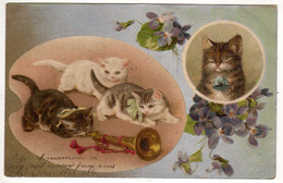 Animaux : Chats - Trompette - Katten