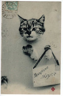 Animaux : Chats   : Monsieur Miner - Katten