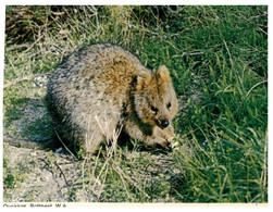 (V25) Australia - WA - Rottnest Island (Quokkas Type Of Small Kangaroo) - Sonstige & Ohne Zuordnung