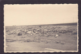 CPA Algérie Afrique Du Nord Carte Photo Voir Dos Perrégaux Mohammadia (Mascara) Catastrophe 1927 - Autres & Non Classés