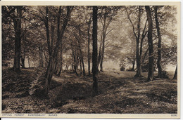 Epping Forest - Ambresbury Banks - Other & Unclassified