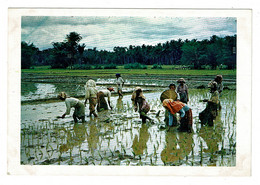Ref 1423 -  Ethnic Postcard - Planting Rice - Malaya Malaysia - Malaysia