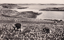 PELISTRY ST MARY S SCILLY - Scilly Isles