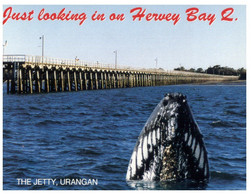 (V 28) Australia - LQD - Hervey Bay Jetty (whale) HB130 - Sunshine Coast