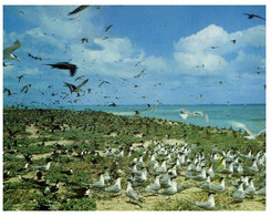 (V 28) Australia - QLD - Michaelmas Cay (near Green Island) Terns Birds - Great Barrier Reef