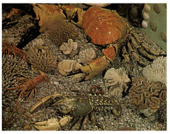 (V 28) Australia - QLD - Ayr (ey's House Marine Display (giant Sea Crabs And Lobsters) (W2) - Far North Queensland