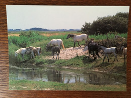 BRETAGNE PAYS BIGOUDEN ELEVAGE DE CHEVAUX SUR LES DUNES DE SAINT VIO - Cléden-Cap-Sizun