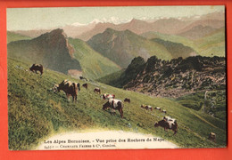 ZBU-08  Les Alpes Bernoises Vue Prise Des Rochers De Naye. Troupeau De Vaches Charnaux 5933c Circulé 1906 - Roche