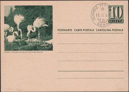 Suisse 1961. Entier Postal Touristique. Jardin Zoologique De Bâle. Colonie De Flamants - Flamingos