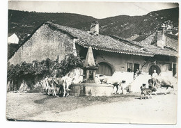 Grande Photo Ancienne Vers 1900 Paysage Du Jura Ferme Avec Belle Fontaine Vaches S'abreuvant Lieu à Identifier - Lieux