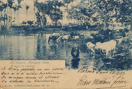 La Laguna , Managua , Cuba A Pod At Evening . Cattle Drinking Trough. Abreuvoir . Pionnire 1903 - Cuba