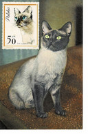 CARTE MAXIMUM  POLOGNE CHIENS ET CHATS CATS AND DOGS - Cartes Maximum