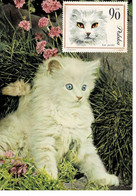 CARTE MAXIMUM  POLOGNE CHIENS ET CHATS CATS AND DOGS - Cartoline Maximum