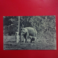 CEYLAN ELEPHANT AND CUB - Sri Lanka (Ceilán)