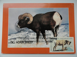 CARTE MAXIMUM CARD BIGHORN SHEEP MOUFLON CANADIEN ETATS UNIS - Altri & Non Classificati