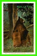 YELLOWSTONE, WY - THE WOMAN BEAR AND CUBS - YELLOWSTONE PARK - PUB. BY J. E. HAYNES 1916 - - Yellowstone