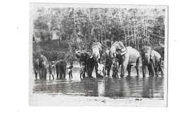 KANDY SRI LANKA JANVIER 1946 LA TOILETTE DES ELEPHANTS - PHOTO - Orte
