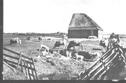 Delcampe - Nederland Holland Pays Bas Texel Voorjaar Met Schapen - Texel