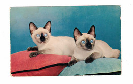 HARBOUR BRETON, Newfoundland, Canada, Siamese Cats, Old Chrome Postcard - Sonstige & Ohne Zuordnung