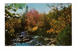 CATALINA, Newfoundland, Canada, Autumn View On Country Road, Old Chrome Postcard - Altri & Non Classificati