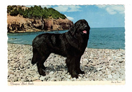 Newfoundland, Canada, Champion "Black Sambo", Famous Newfoundland Dog, Old4X6  Chrome Postcard - Altri & Non Classificati