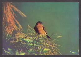 089772/ Pinson Chanteur, Vink, Réserve Ornithologique Du *Zwin* - Birds