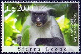 Sierra Leone 2009 MNH, Red Colobus Monkey, Wild Animals - Affen