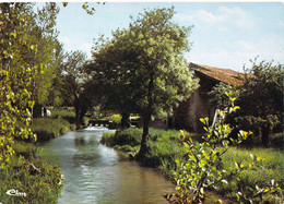 79 - Brioux Sur Boutonne - Le Marais - Brioux Sur Boutonne