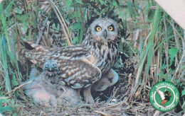 TC POLOGNE - ANIMAL / Série Bierbrzanski Park 510 - OISEAU HIBOU DES MARAIS - OWL BIRD & Chicken POLAND Pc - BE 5288 - Owls